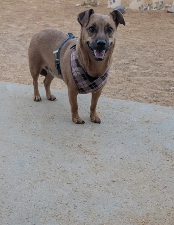 Oti - Dachshund