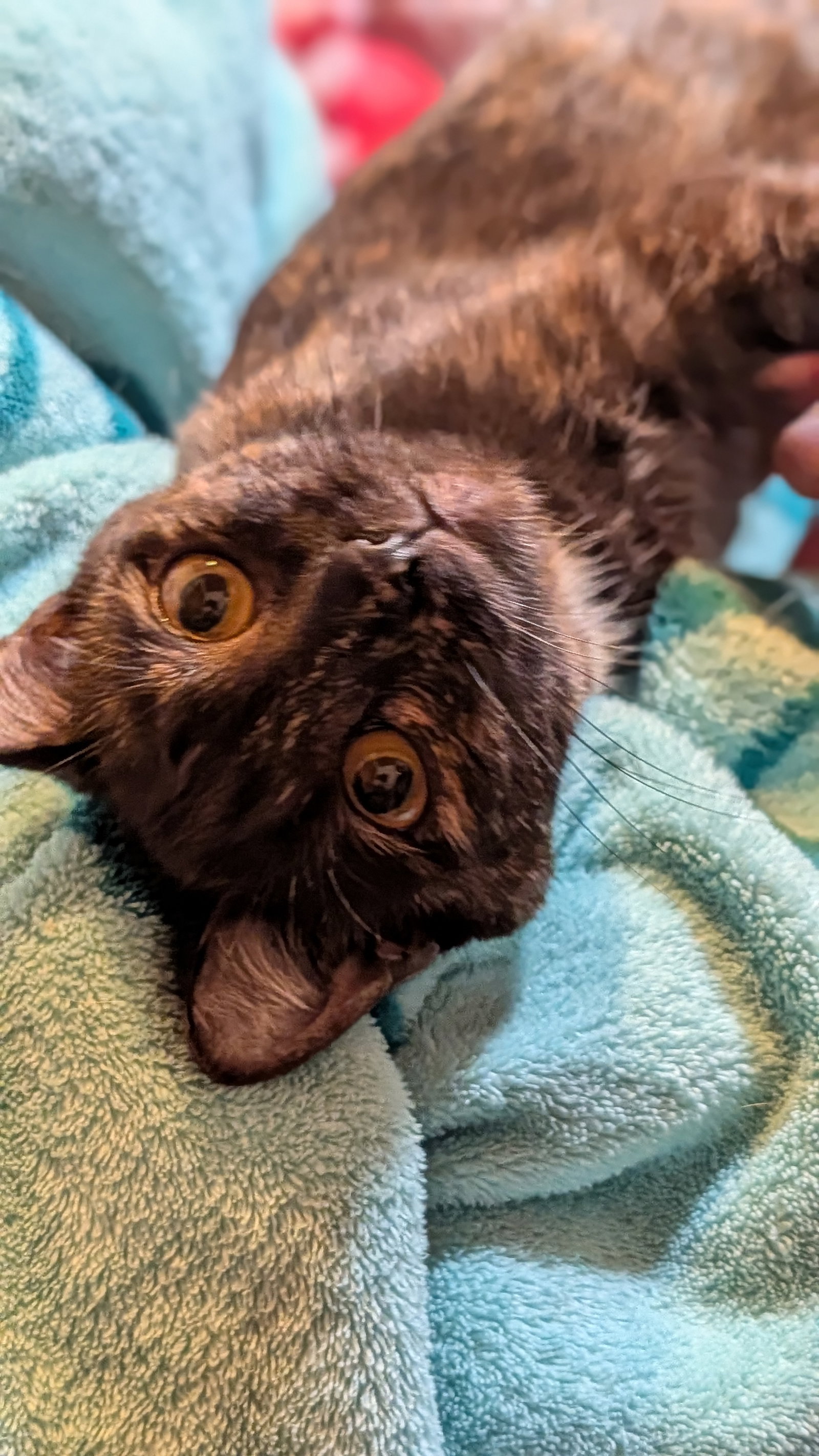 LaBooBoo, Tortoiseshell