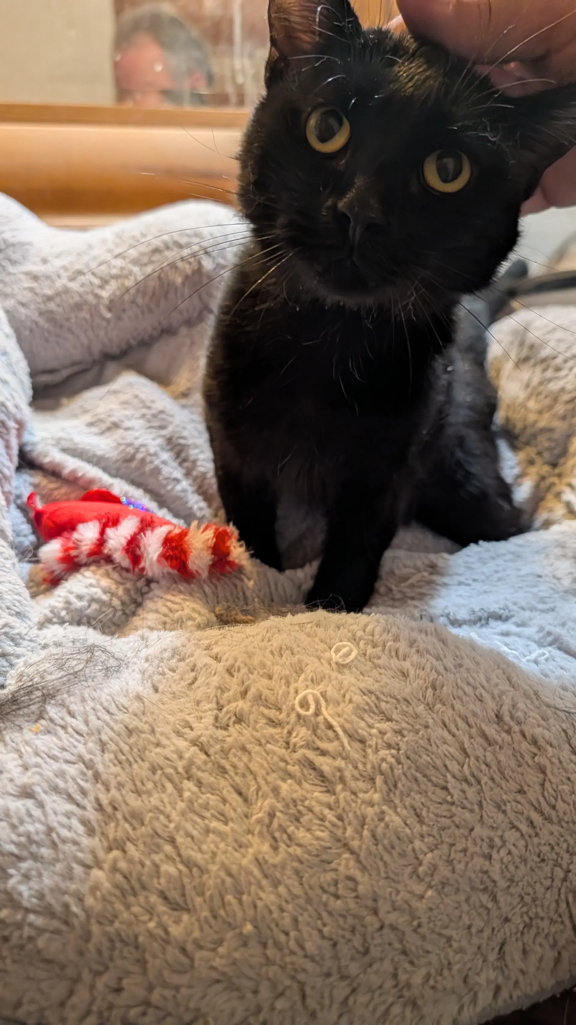 Ricco - Domestic Short Hair