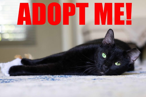 ONYX, a cat for adoption from Froggy's Cat Rescue