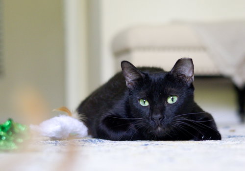 Photo 2 of ONYX