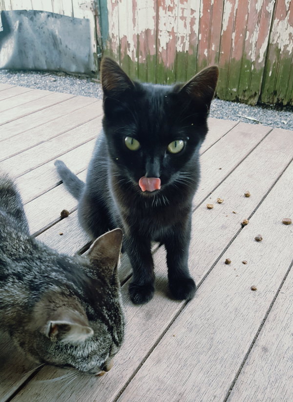 My Purrrrrfect Partner