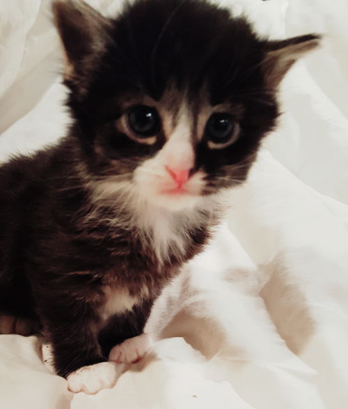 Simon