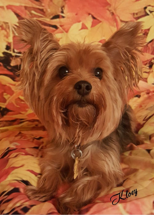 Kloey Leach the Yorkie