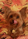 Kloey Leach the Yorkie