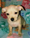 Angel Welsh Chi Pup1