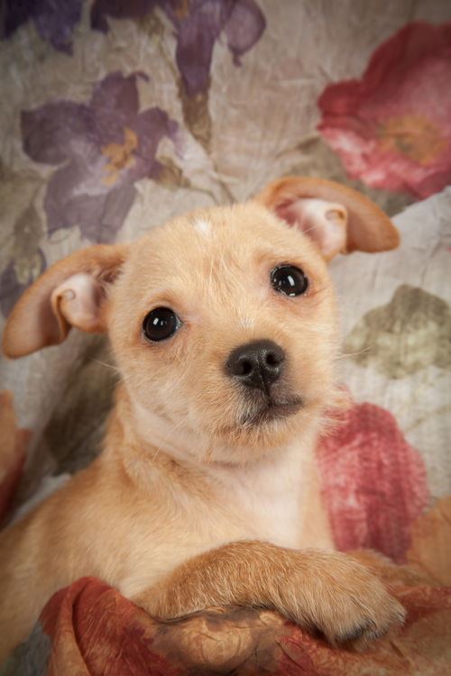 Angel Welsh Chi Pup1