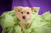 Angel Welsh Chi Pup1