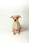 Angel Welsh Chi Pup1