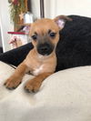 Tuco Welsh Chi pup3