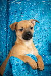 Tuco Welsh Chi pup3