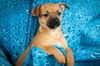 Tuco Welsh Chi pup3