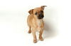 Tuco Welsh Chi pup3