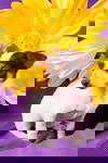 Adira