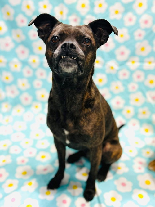 Taylor, an adoptable Boston Terrier in Elizabethtown, PA