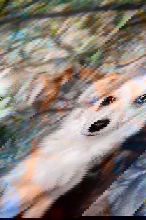 zoomie