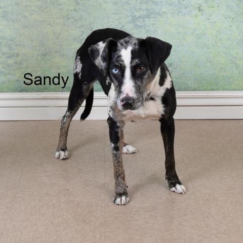 Sandy (Sutcliffe)