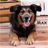 adoptable Dog in  named Max