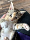 Precious
