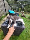 adoptable Cat in elizabethtown, PA named Tyler