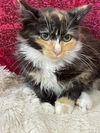 Sheeba