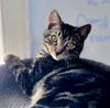 Pixel