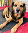 Harley - Photo 3