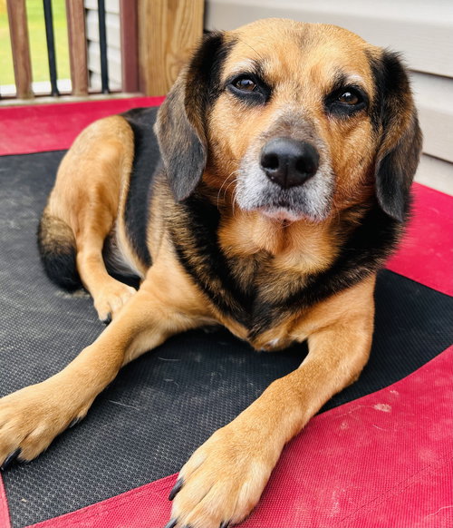 Harley, an adoptable Hound in Elizabethtown, PA