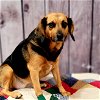 adoptable Dog in , PA named Harley