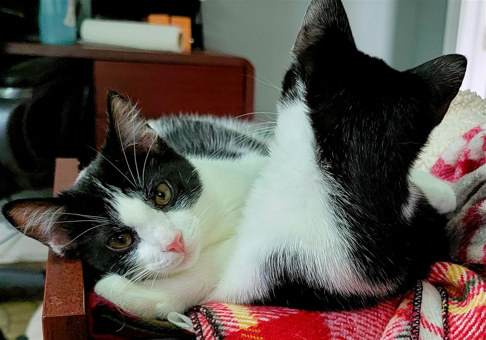 adoptable Cat in Elizabethtown, PA named Miss Nesbit