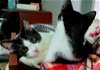 adoptable Cat in elizabethtown, PA named Miss Nesbit