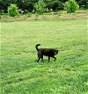 adoptable Dog in elizabethtown, PA named Leeda