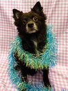 CoCo - Photo 2
