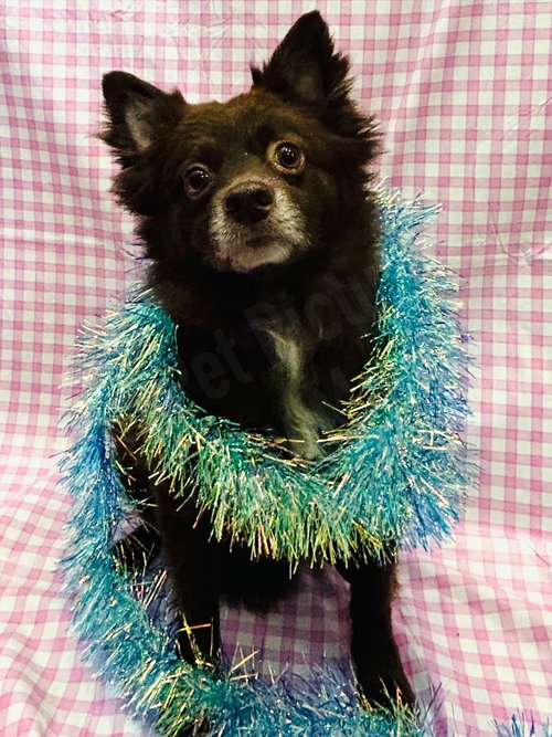 COCO - Pomeranian available for adoption