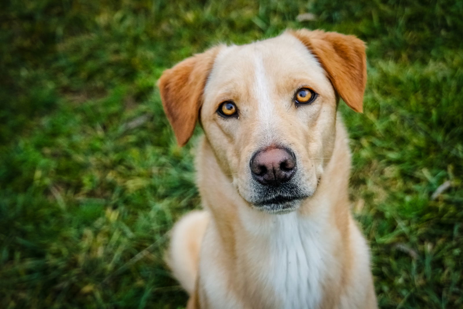 adoptable Dog in Elizabethtown, PA named Mike