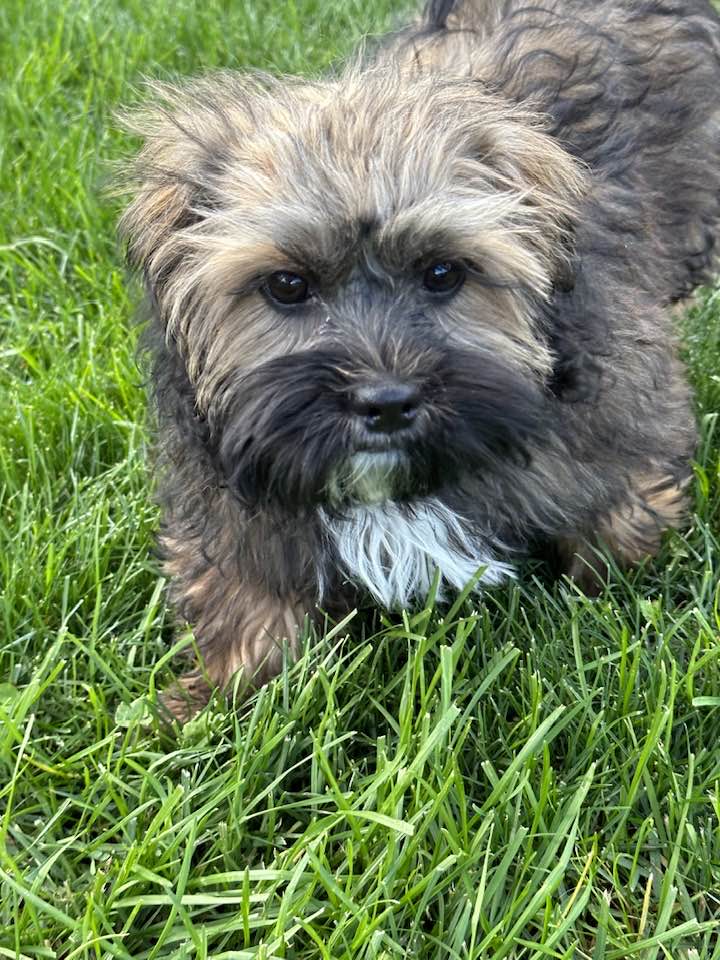 adoptable Dog in Elizabethtown, PA named Tippy Toes