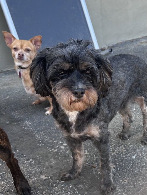 Tensley & Teddy, photo 3