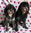 Tensley & Teddy - Photo 1