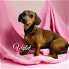 adoptable Dog in elizabethtown, PA named Violet