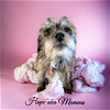 adoptable Dog in elizabethtown, PA named Hope