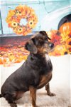 adoptable Dog in elizabethtown, PA named MYA
