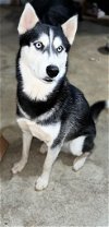 adoptable Dog in elizabethtown, PA named Niko