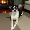 Biscuit - Photo 2