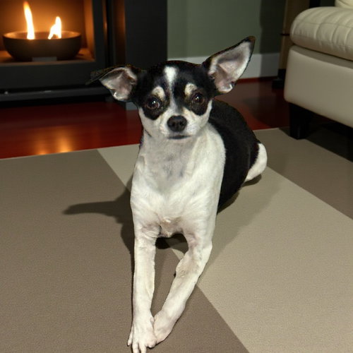 BISCUIT - Chihuahua / Dachshund available for adoption