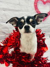 Biscuit - Photo 1