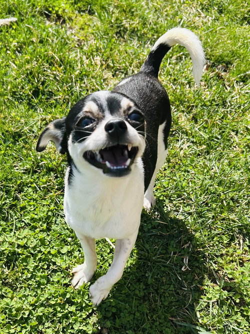 BISCUIT - Chihuahua / Dachshund available for adoption