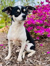Biscuit - Photo 1