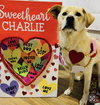 Charlie the man the legend - Photo 1