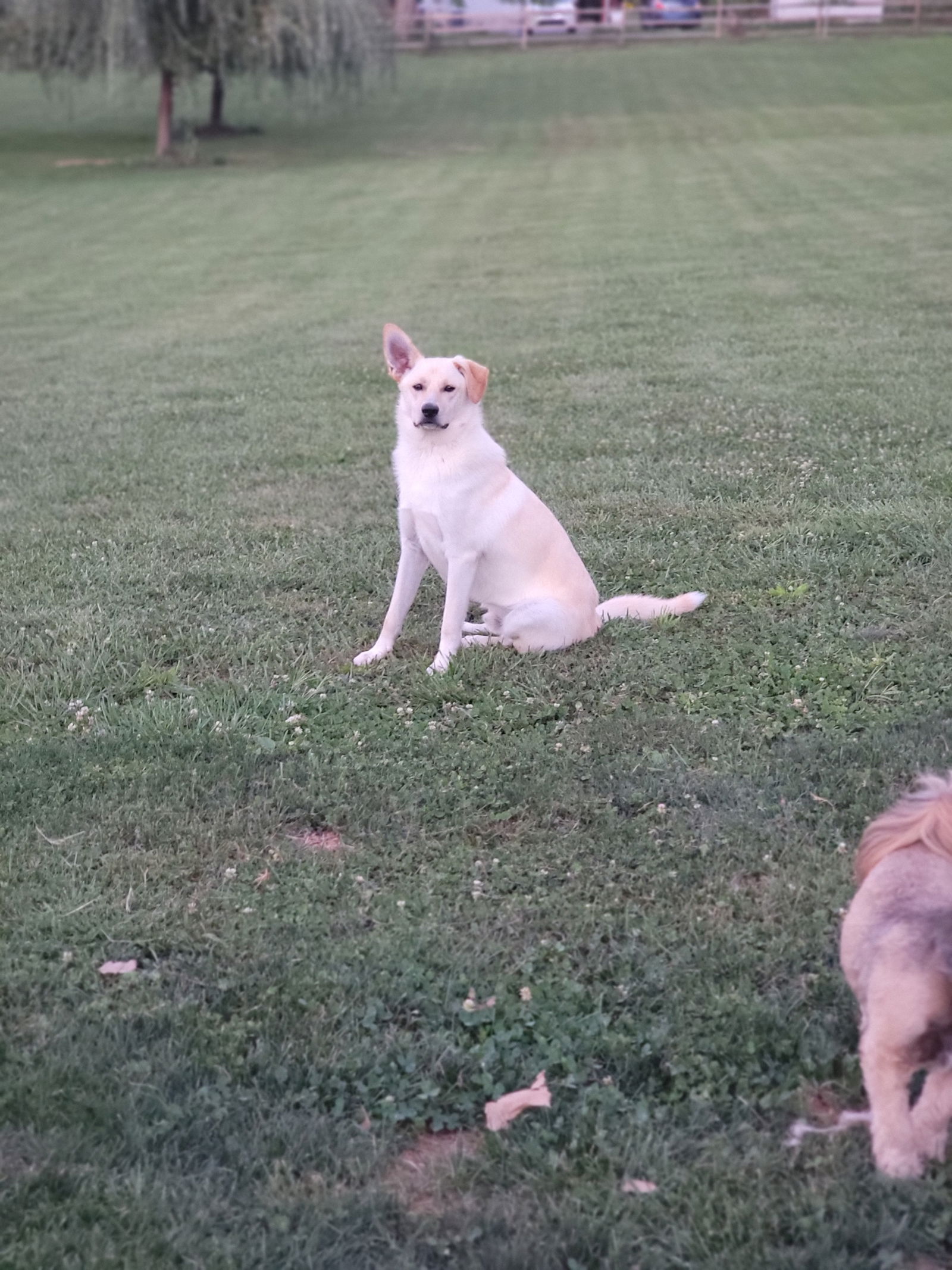 adoptable Dog in Elizabethtown, PA named Charlie the man the legend