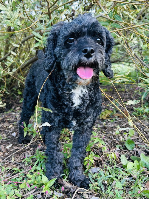 ACE THE MAN! - Cavalier King Charles Spaniel / Poodle (Miniature) available for adoption